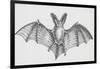 Common Brown Long-Eared Bat (Plecotus Auritus), Chiroptera-null-Framed Giclee Print