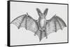 Common Brown Long-Eared Bat (Plecotus Auritus), Chiroptera-null-Framed Stretched Canvas