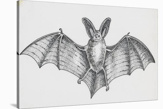 Common Brown Long-Eared Bat (Plecotus Auritus), Chiroptera-null-Stretched Canvas