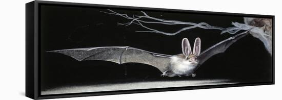 Common Brown Long-Eared Bat (Plecotus Auritus), Chiroptera-null-Framed Stretched Canvas