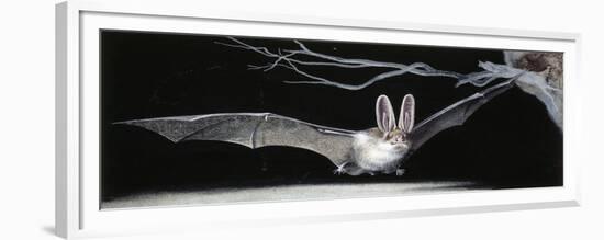 Common Brown Long-Eared Bat (Plecotus Auritus), Chiroptera-null-Framed Giclee Print