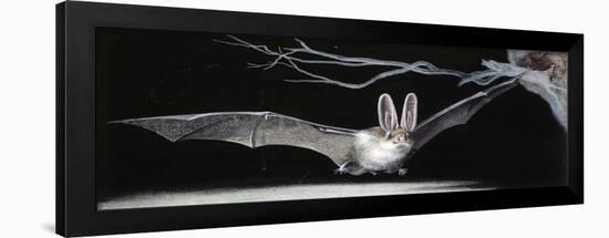 Common Brown Long-Eared Bat (Plecotus Auritus), Chiroptera-null-Framed Giclee Print