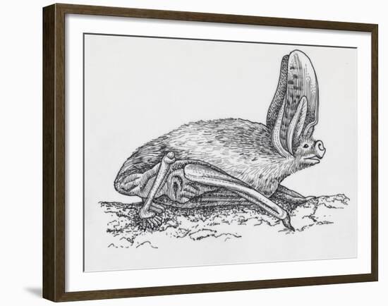 Common Brown Long-Eared Bat (Plecotus Auritus), Chiroptera-null-Framed Giclee Print