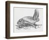 Common Brown Long-Eared Bat (Plecotus Auritus), Chiroptera-null-Framed Giclee Print