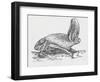 Common Brown Long-Eared Bat (Plecotus Auritus), Chiroptera-null-Framed Giclee Print