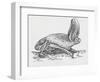 Common Brown Long-Eared Bat (Plecotus Auritus), Chiroptera-null-Framed Giclee Print