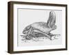 Common Brown Long-Eared Bat (Plecotus Auritus), Chiroptera-null-Framed Giclee Print