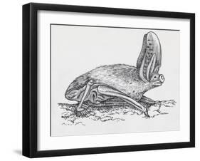 Common Brown Long-Eared Bat (Plecotus Auritus), Chiroptera-null-Framed Giclee Print