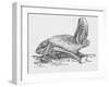 Common Brown Long-Eared Bat (Plecotus Auritus), Chiroptera-null-Framed Giclee Print