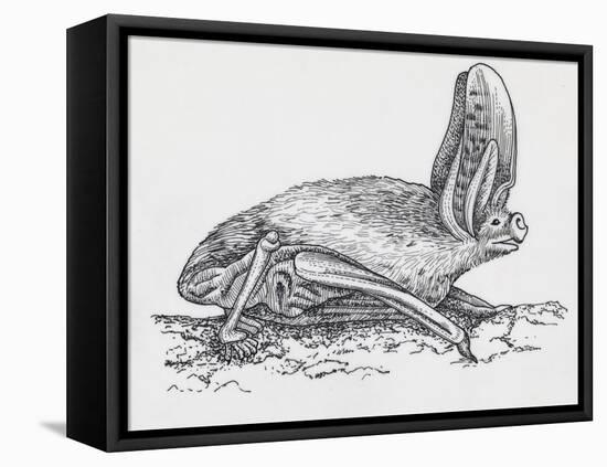 Common Brown Long-Eared Bat (Plecotus Auritus), Chiroptera-null-Framed Stretched Canvas