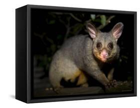 Common Brushtail Possum, (Trichosurus Vulpecula), Pebbly Beach, New South Wales, Australia-Thorsten Milse-Framed Stretched Canvas