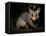 Common Brushtail Possum, (Trichosurus Vulpecula), Pebbly Beach, New South Wales, Australia-Thorsten Milse-Framed Stretched Canvas