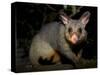 Common Brushtail Possum, (Trichosurus Vulpecula), Pebbly Beach, New South Wales, Australia-Thorsten Milse-Stretched Canvas