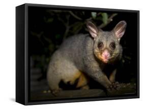 Common Brushtail Possum, (Trichosurus Vulpecula), Pebbly Beach, New South Wales, Australia-Thorsten Milse-Framed Stretched Canvas