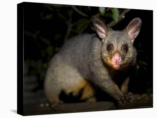 Common Brushtail Possum, (Trichosurus Vulpecula), Pebbly Beach, New South Wales, Australia-Thorsten Milse-Stretched Canvas