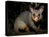 Common Brushtail Possum, (Trichosurus Vulpecula), Pebbly Beach, New South Wales, Australia-Thorsten Milse-Stretched Canvas