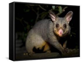 Common Brushtail Possum, (Trichosurus Vulpecula), Pebbly Beach, New South Wales, Australia-Thorsten Milse-Framed Stretched Canvas