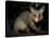 Common Brushtail Possum, (Trichosurus Vulpecula), Pebbly Beach, New South Wales, Australia-Thorsten Milse-Stretched Canvas