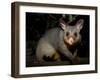 Common Brushtail Possum, (Trichosurus Vulpecula), Pebbly Beach, New South Wales, Australia-Thorsten Milse-Framed Premium Photographic Print