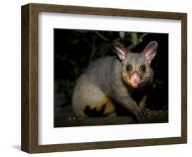 Common Brushtail Possum, (Trichosurus Vulpecula), Pebbly Beach, New South Wales, Australia-Thorsten Milse-Framed Photographic Print