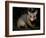 Common Brushtail Possum, (Trichosurus Vulpecula), Pebbly Beach, New South Wales, Australia-Thorsten Milse-Framed Photographic Print