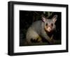 Common Brushtail Possum, (Trichosurus Vulpecula), Pebbly Beach, New South Wales, Australia-Thorsten Milse-Framed Photographic Print