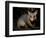 Common Brushtail Possum, (Trichosurus Vulpecula), Pebbly Beach, New South Wales, Australia-Thorsten Milse-Framed Photographic Print