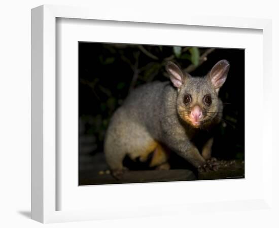 Common Brushtail Possum, (Trichosurus Vulpecula), Pebbly Beach, New South Wales, Australia-Thorsten Milse-Framed Photographic Print
