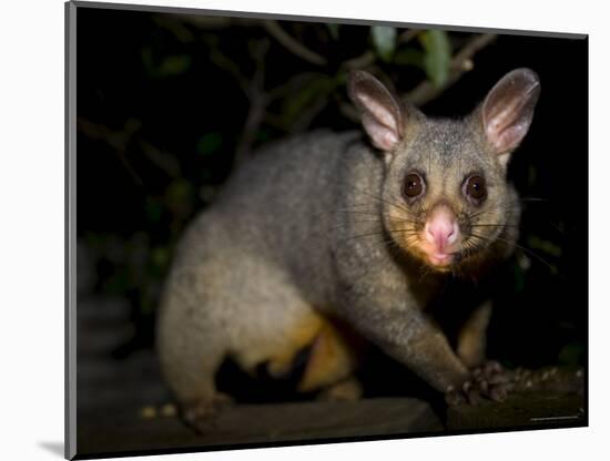 Common Brushtail Possum, (Trichosurus Vulpecula), Pebbly Beach, New South Wales, Australia-Thorsten Milse-Mounted Photographic Print