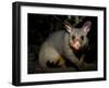 Common Brushtail Possum, (Trichosurus Vulpecula), Pebbly Beach, New South Wales, Australia-Thorsten Milse-Framed Photographic Print