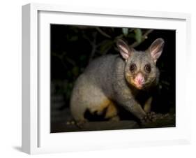 Common Brushtail Possum, (Trichosurus Vulpecula), Pebbly Beach, New South Wales, Australia-Thorsten Milse-Framed Photographic Print