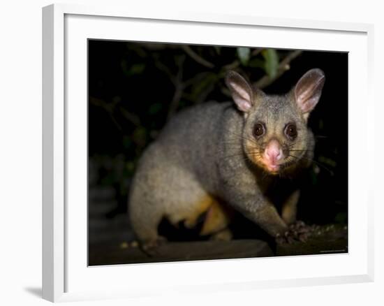 Common Brushtail Possum, (Trichosurus Vulpecula), Pebbly Beach, New South Wales, Australia-Thorsten Milse-Framed Photographic Print