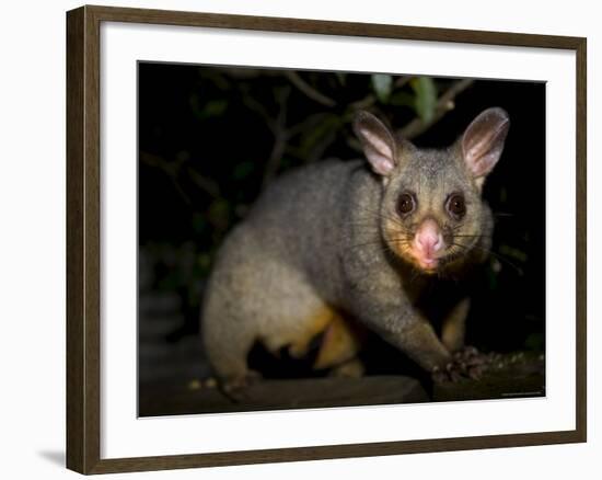 Common Brushtail Possum, (Trichosurus Vulpecula), Pebbly Beach, New South Wales, Australia-Thorsten Milse-Framed Photographic Print