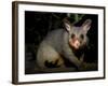 Common Brushtail Possum, (Trichosurus Vulpecula), Pebbly Beach, New South Wales, Australia-Thorsten Milse-Framed Photographic Print