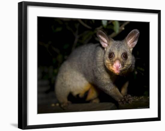 Common Brushtail Possum, (Trichosurus Vulpecula), Pebbly Beach, New South Wales, Australia-Thorsten Milse-Framed Photographic Print