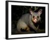 Common Brushtail Possum, (Trichosurus Vulpecula), Pebbly Beach, New South Wales, Australia-Thorsten Milse-Framed Photographic Print