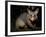 Common Brushtail Possum, (Trichosurus Vulpecula), Pebbly Beach, New South Wales, Australia-Thorsten Milse-Framed Photographic Print