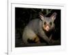 Common Brushtail Possum, (Trichosurus Vulpecula), Pebbly Beach, New South Wales, Australia-Thorsten Milse-Framed Photographic Print