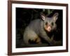 Common Brushtail Possum, (Trichosurus Vulpecula), Pebbly Beach, New South Wales, Australia-Thorsten Milse-Framed Photographic Print