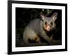 Common Brushtail Possum, (Trichosurus Vulpecula), Pebbly Beach, New South Wales, Australia-Thorsten Milse-Framed Photographic Print