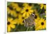 Common Buckeye on Brazilian Verbena, Illinois-Richard & Susan Day-Framed Photographic Print