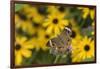 Common Buckeye on Brazilian Verbena, Illinois-Richard & Susan Day-Framed Photographic Print