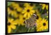 Common Buckeye on Brazilian Verbena, Illinois-Richard & Susan Day-Framed Photographic Print