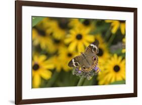 Common Buckeye on Brazilian Verbena, Illinois-Richard & Susan Day-Framed Premium Photographic Print