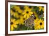 Common Buckeye on Brazilian Verbena, Illinois-Richard & Susan Day-Framed Premium Photographic Print