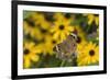 Common Buckeye on Brazilian Verbena, Illinois-Richard & Susan Day-Framed Premium Photographic Print