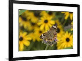 Common Buckeye on Brazilian Verbena, Illinois-Richard & Susan Day-Framed Premium Photographic Print