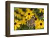 Common Buckeye on Brazilian Verbena, Illinois-Richard & Susan Day-Framed Photographic Print