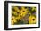 Common Buckeye on Brazilian Verbena, Illinois-Richard & Susan Day-Framed Photographic Print