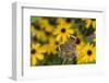 Common Buckeye on Brazilian Verbena, Illinois-Richard & Susan Day-Framed Photographic Print